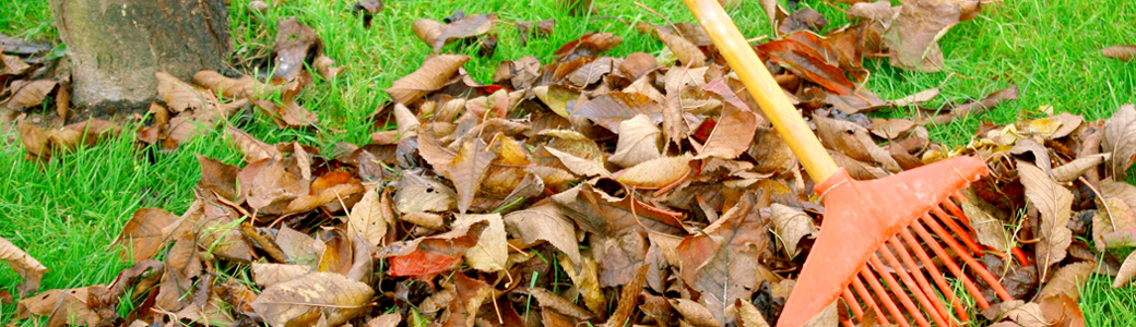 Entretien jardin Pessac